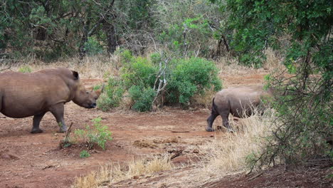 father and son white rhinos walk slowly into the bush from a clearing