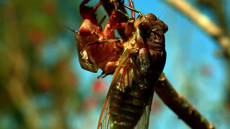 the carcasses of cicada bugs clinging to a tree branch at the end of their lifecycle