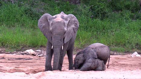 two young elephants play in the sand while their mother digs a hole in the sand looking for water