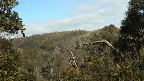 Brisbane-Ranges,-Australien.-Nach-Oben-Kippen