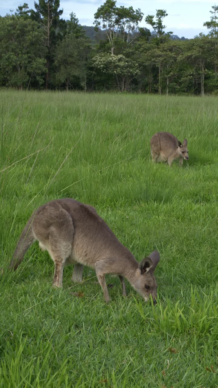 Vertical - Two Eastern Grey Kangaroos Grazing On Lush Green Field In Queensland, Australia.