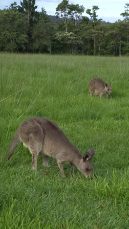 vertical - two eastern grey kangaroos grazing on lush green field in queensland, australia.
