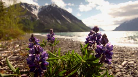 Gorgeous-purple-wild-flowers-on-rocky-shore-by-Yukon-Kathleen-Lake-and-mountain-countryside-on-sunny-day,-Canada,-close-up-handheld-shallow-depth-of-focus