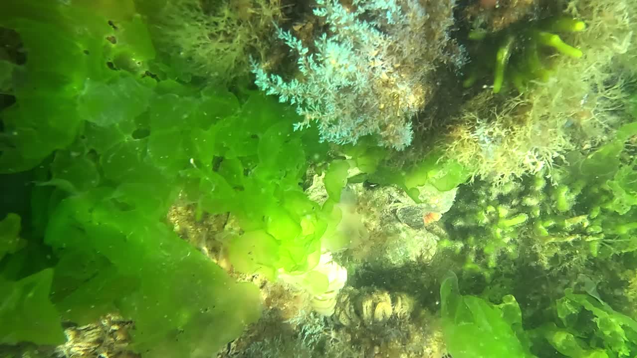 buceo sobre algas y plantas que se mueven con el agua, punta del este, uruguay