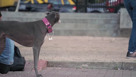 Slomo-static-shot-of-greyhound-dog-on-leash-quietly-observing-environment