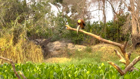 Reddish Eagle Eating Fish on Tree Branch in Tropical Forest