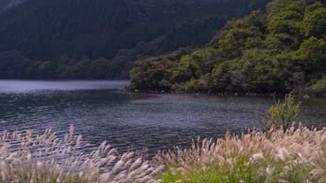 beautiful and calm view on pampa grass next to calm lake and forest - medium shot