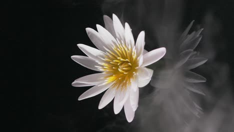 White-lily-reflection-in-mirror-water-with-mystic-swirling-fog,-vertical-footage,-slow-motion-dark-background