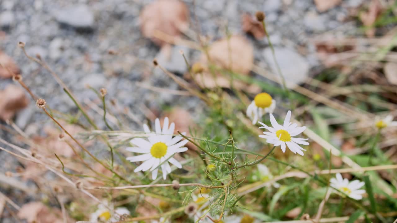 Oxeye daisies gently swaying in the breeze, captured in a serene meadow setting with natural lighting