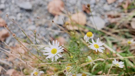 oxeye daisies gently swaying in the breeze, captured in a serene meadow setting with natural lighting