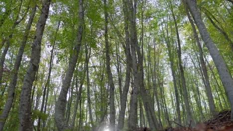 Tiro-De-ángulo-Bajo-Inclinar-Hacia-Abajo-Colores-De-Otoño-Follaje-Bosque-árboles-Altos-Rayo-De-Sol