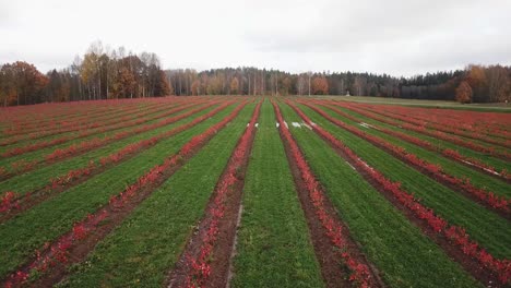 campo con hileras de nuevo crecimiento de aronia chokeberry en otoño