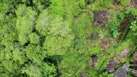 Luftaufnahme-Des-Grünen-Waldes-In-Indonesien