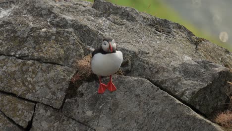 Atlantic-puffin-(Fratercula-arctica),-on-the-rock-on-the-island-of-Runde-(Norway).