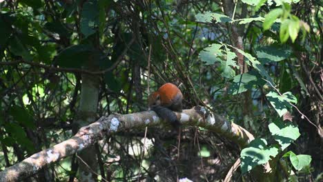 grey-bellied squirrel callosciurus caniceps seen resting its head on its tail on a branch in khao yai national park, thailand