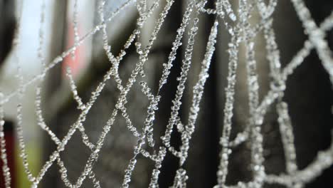 closeup of spiderweb covered in water drops