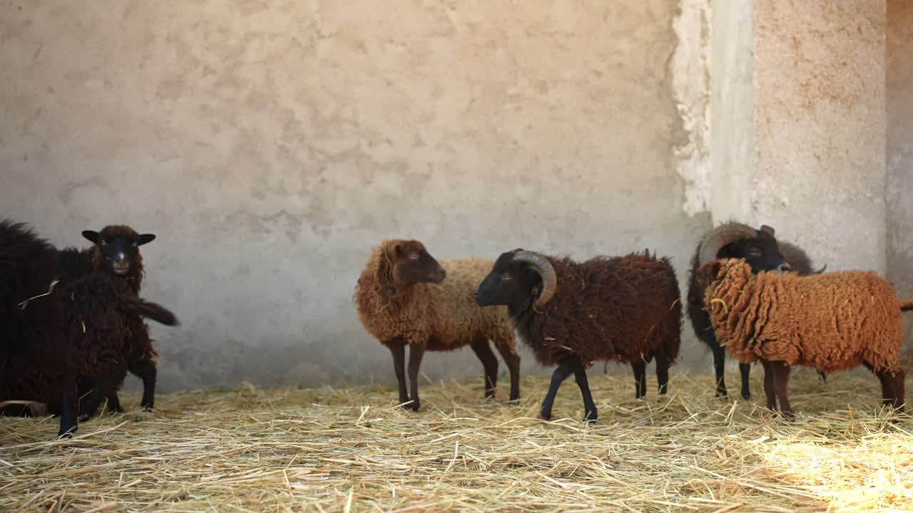 ovejas en un granero
