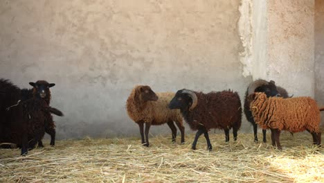 sheep in a barn