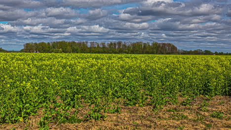 Campo-De-Colza-Amarilla-Con-Nubes-Blancas-Volando-Sobre