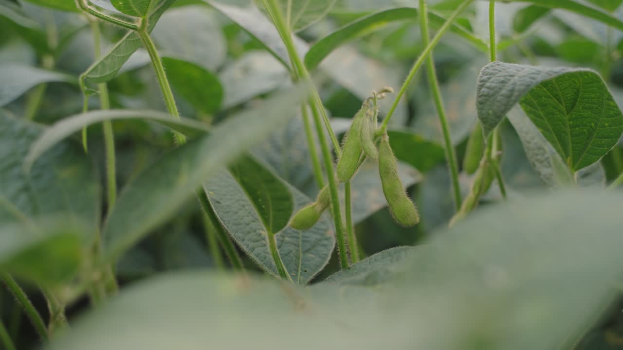 Soybean plants and pods