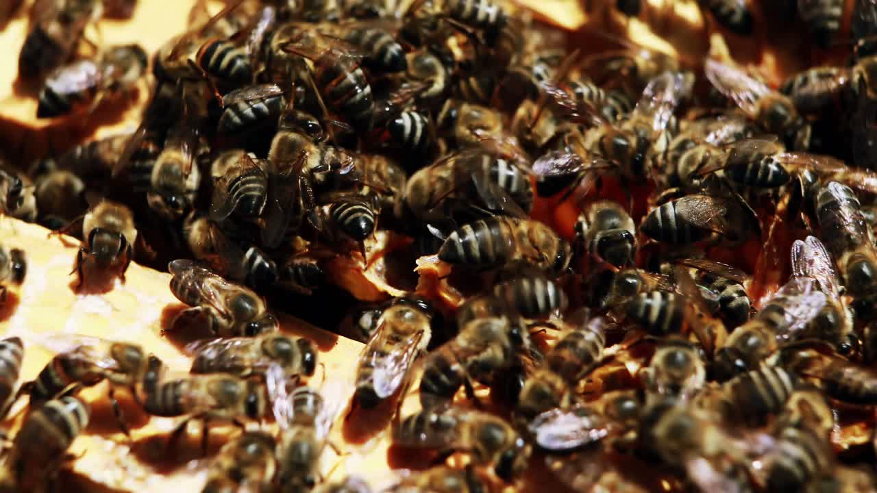 ⁇ 벌 로  ⁇ 인  ⁇ 벌 프레임 의 클로즈업