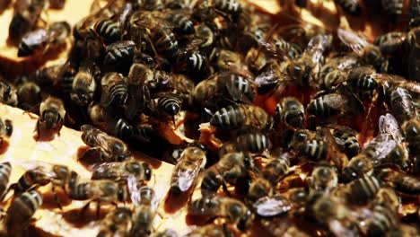 Close-up-of-honey-bee-frame-covered-with-bees