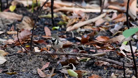 Die-Waldstelze-Ist-Ein-Sperlingsvogel,-Der-Auf-Ästen-Und-Waldböden-Nach-Nahrung-Sucht-Und-Ständig-Mit-Dem-Schwanz-Zur-Seite-Wedelt