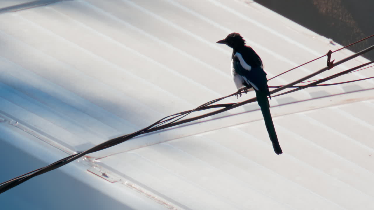 A magpie balances on a wire above a bright metal rooftop, cleaning its feathers under sunlight
