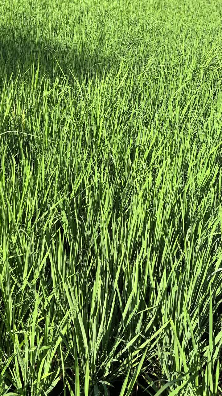 Campo d'erba verde che ondeggia dolcemente nel vento