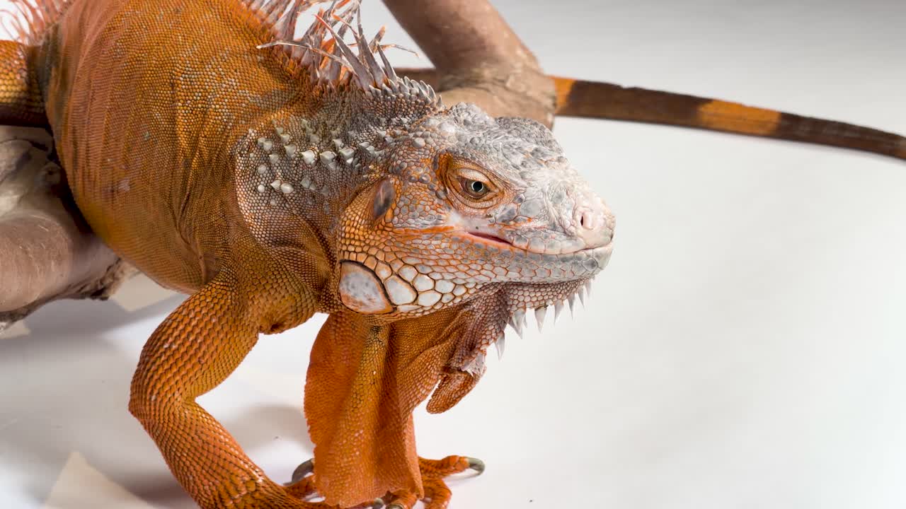Un iguana verde-arancio acceso riposa su un ramo su uno sfondo bianco pulito