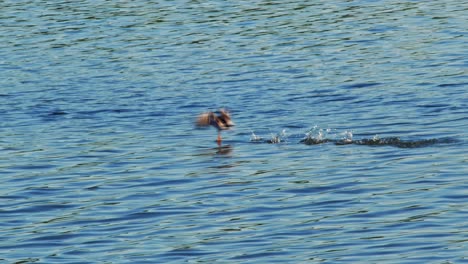 Duck-Floats-On-The-Calm-Water-And-Flies-Away-At-Kolbudy-Village,-Gdansk-District,-Poland