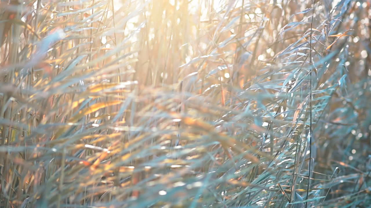 Sunlight filters through vibrant leaves in shades of gold and amber. A calm lake reflects the stunning autumn scenery, creating a peaceful atmosphere in nature