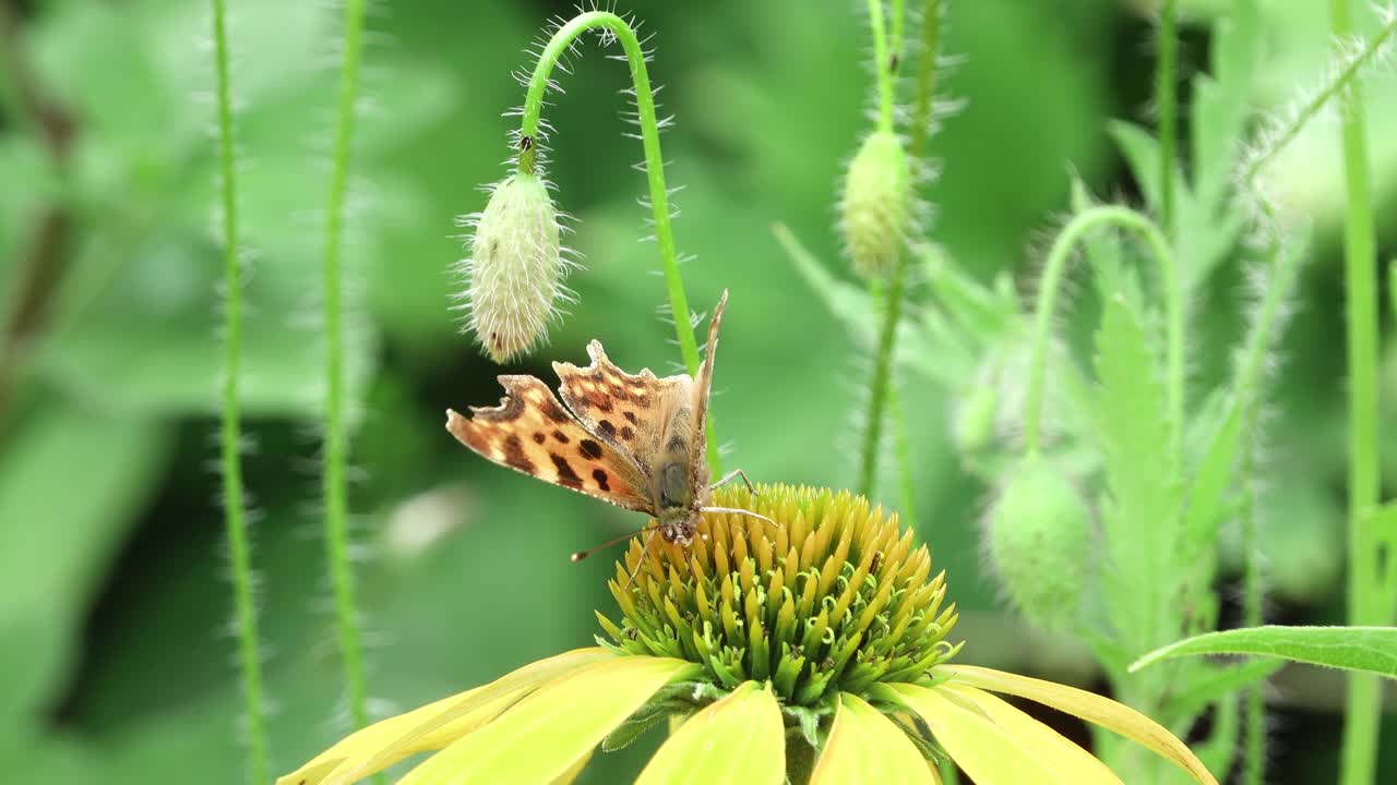 Comma butterfly showing its long tongue enjoying the nectar of a yellow coneflower