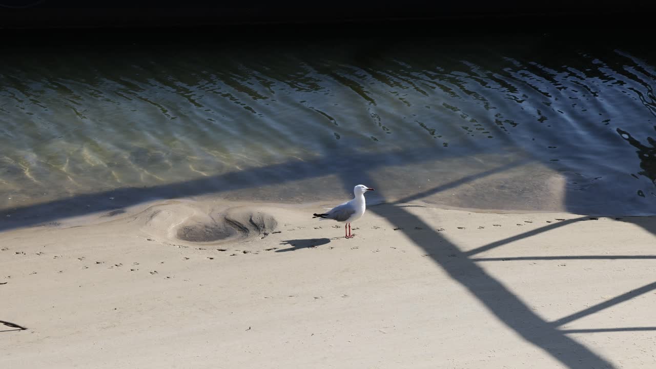 Seagull walking by water under a pier's shadow