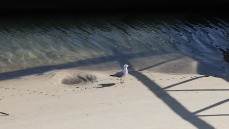 seagull walking by water under a pier's shadow