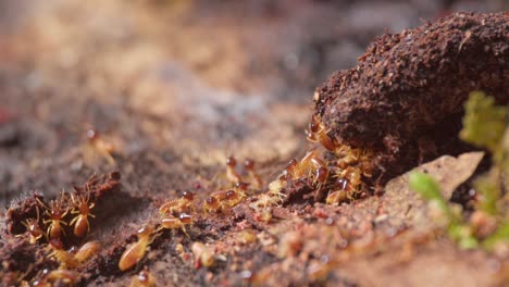 A-group-of-termites-crawl-on-a-piece-of-wood-on-the-ground-of-a-tropical-climate-area,-tilt-up-shot