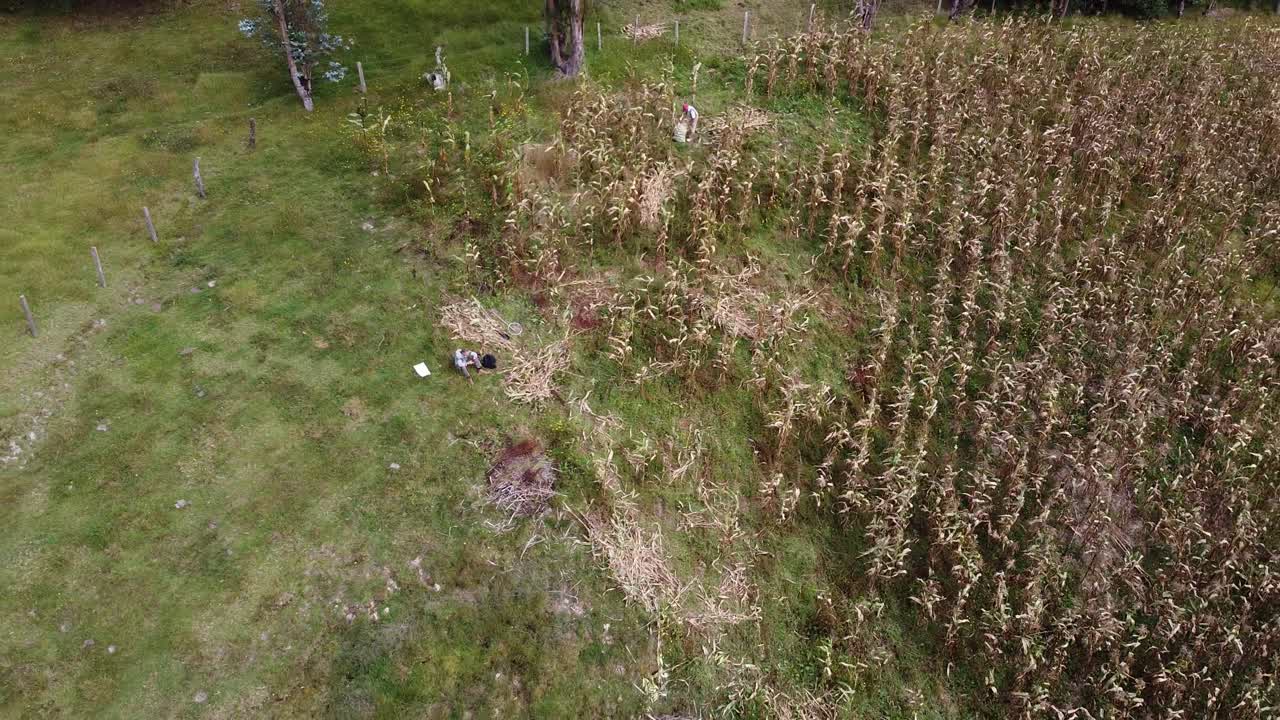 granjero trabajando en un campo de maíz