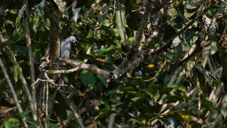 Tief-Im-Laub-Eines-Baumes-Auf-Einem-Ast-Thront-Und-Umherschaut,-Aschiger-Drongo-Dicrurus-Leucophaeus