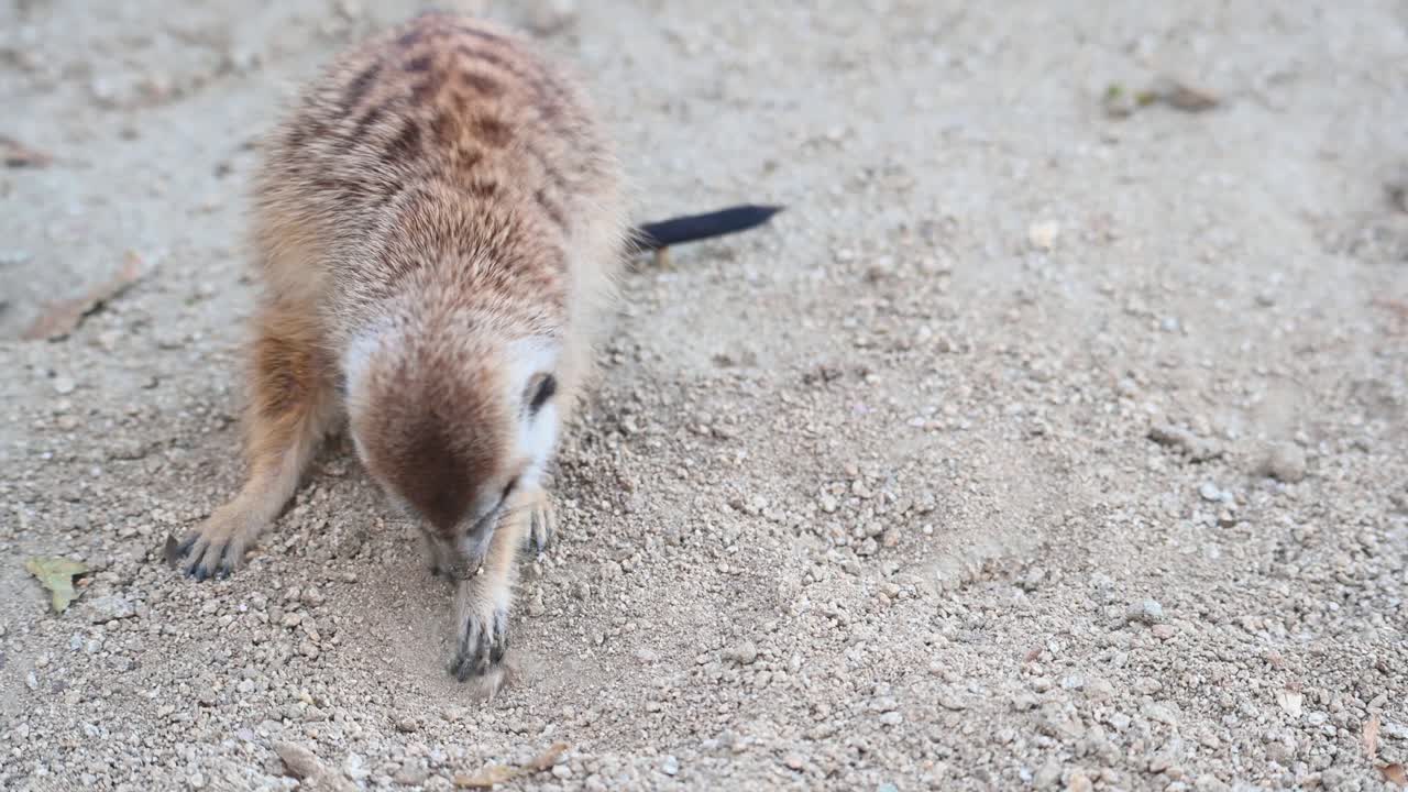 미어캣, suricata suricatta, 4k 영상