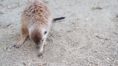 meerkat, suricata suricatta, 4k footage