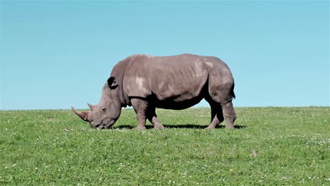 rhinoceros with horns on a green field and blue sky grazing on a grass