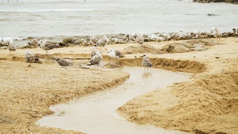 Möwen-Ruhen-In-Der-Nähe-Eines-Kleinen-Baches,-Der-In-Den-Sand-Des-Strandes-Von-Matosinhos,-Porto,-Portugal,-Gehauen-Ist