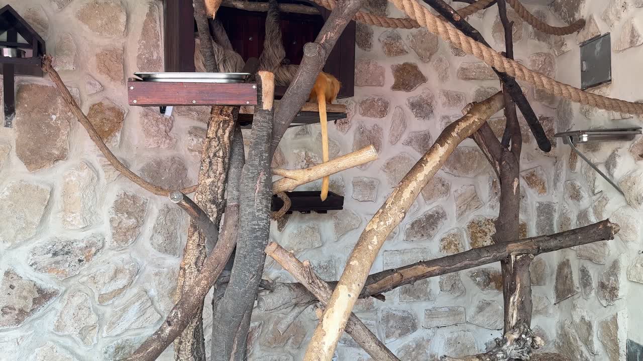 골든 라이온 타마린 마모세트 칼리트리치데 (golden lion tamarin marmoset callitrichidae) 는 브라질에서 멸종 위기에 처한 종이다.