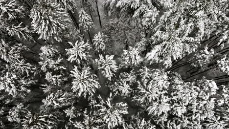 A-snow-covered-woodland-is-depicted-in-a-drone-shot-following-a-substantial-blizzard-in-the-Midwest