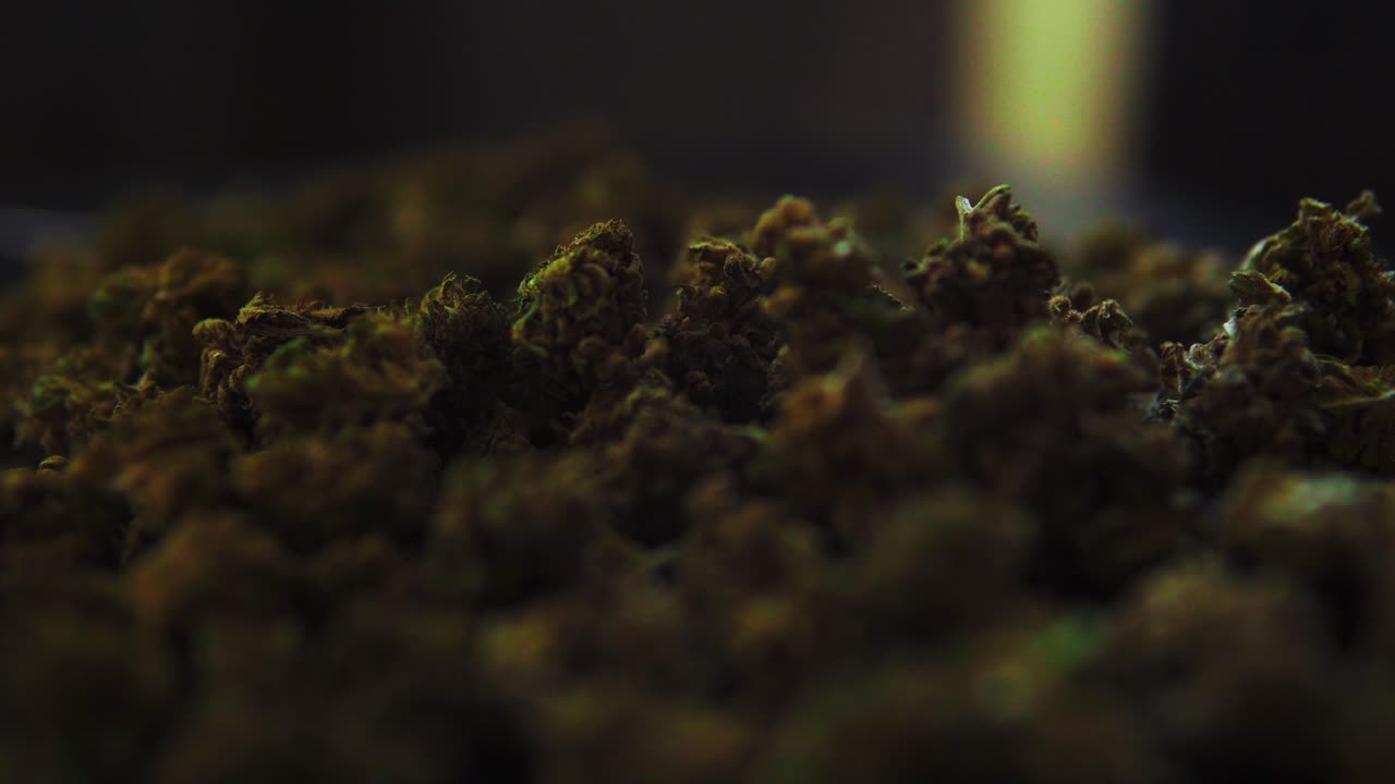 CBD and THC marijuana buds recorded from up close as the smoke drifts by. Illegal alternative medicine.