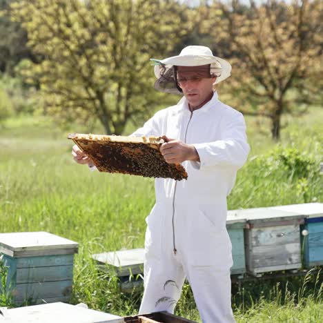 apiary with hives on nature. beekeepers doing hive check for honey on bee hive in apiary