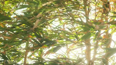 backlit dense bamboo leaves blowing in the wind