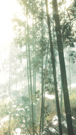 sunlight through a bamboo forest