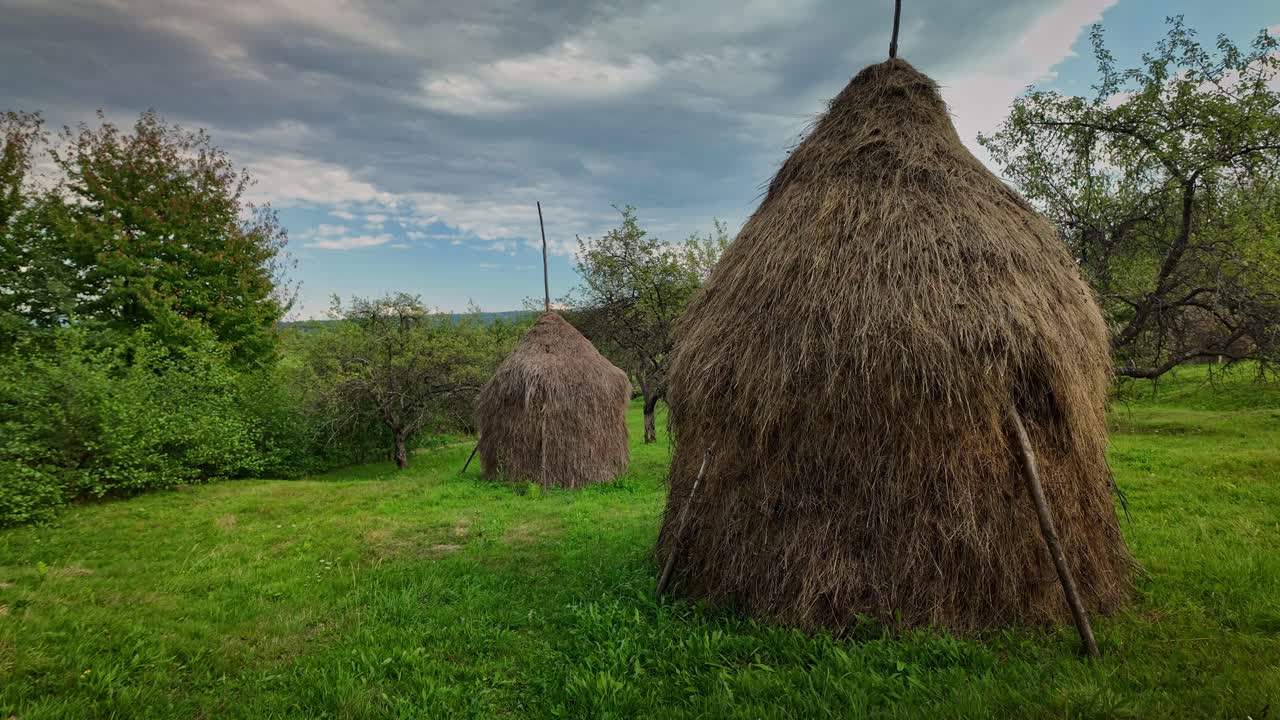 Cone shape Haystacks in Romanian rural pasture landscape. Pan shot