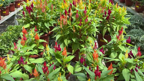 tilt-up shot of the beautiful plants of celosia argentea